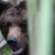 В ХМАО жителей терроризирует дикий медведь. Он напугал детей на улицах. ВИДЕО