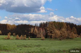 в Кургане запретили посещать леса