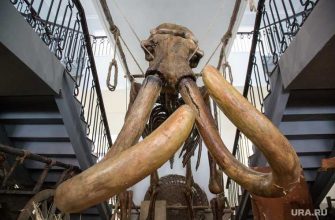 возраст мамонта на Ямале