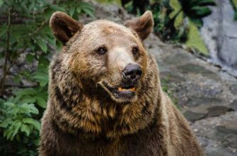 Ачиры отравленная рыба Тюмень