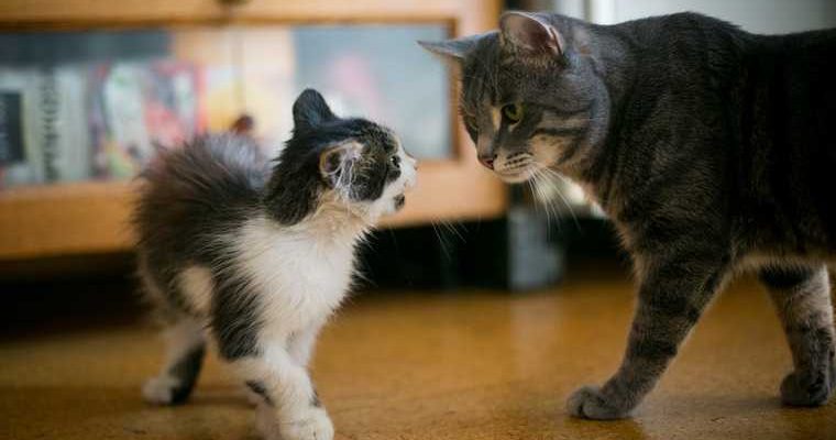 коронавирус Свердловская область домашние животные