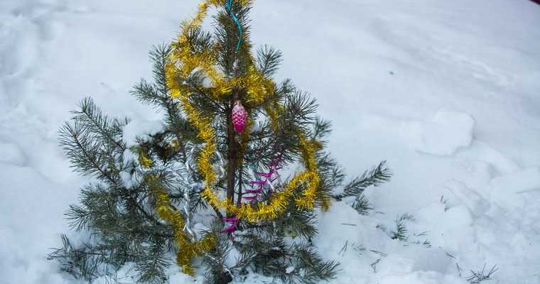 Усть Катав депутат двор лысая прошлогодняя елка