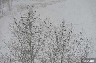 Россия прогноз погоды