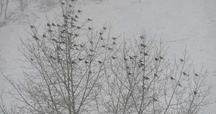 Россия прогноз погоды