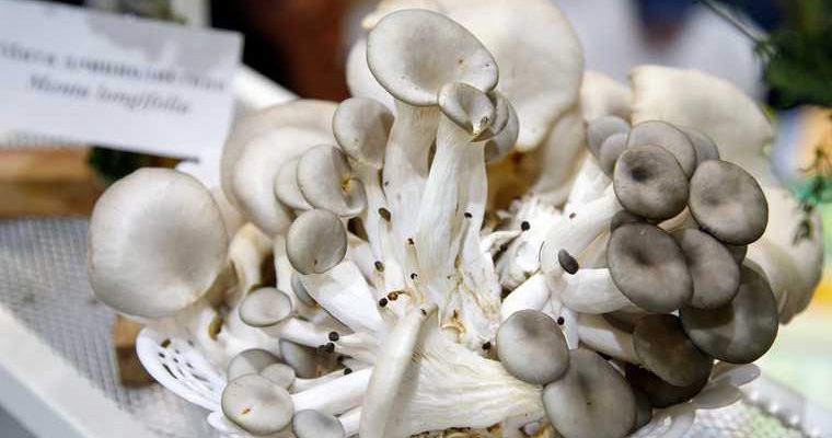 выращивать грибы