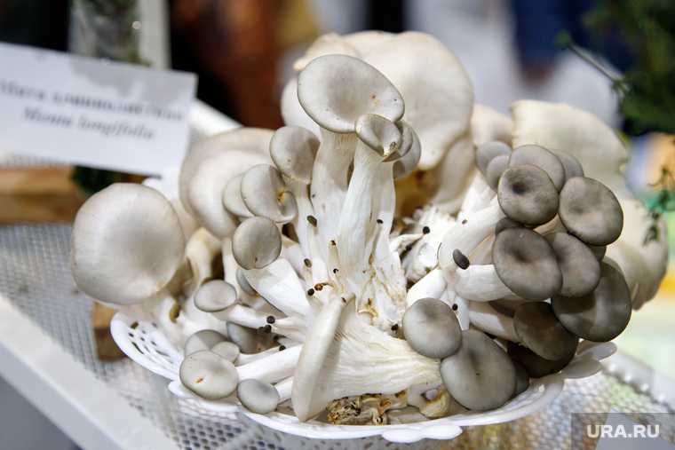 выращивать грибы