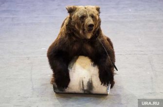 нападение животного