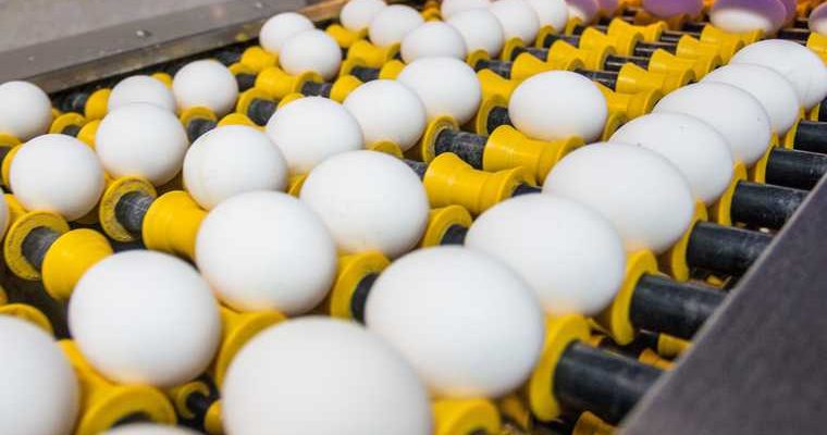 птичий грипп цены на яйцо