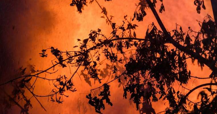 пожар в заповеднике