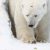В зоопарке Екатеринбурга умер белый медведь