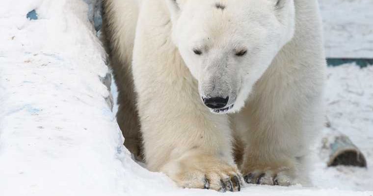 умер белый медведь Умка зоопарк Екатеринбург