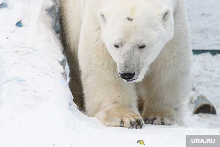 умер белый медведь Умка зоопарк Екатеринбург
