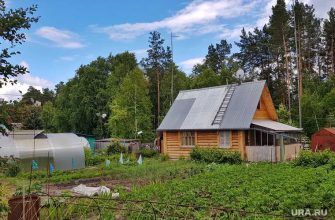 дача сорняки пырей прополка соль