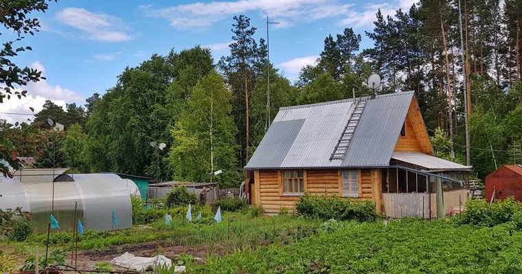 дача сорняки пырей прополка соль