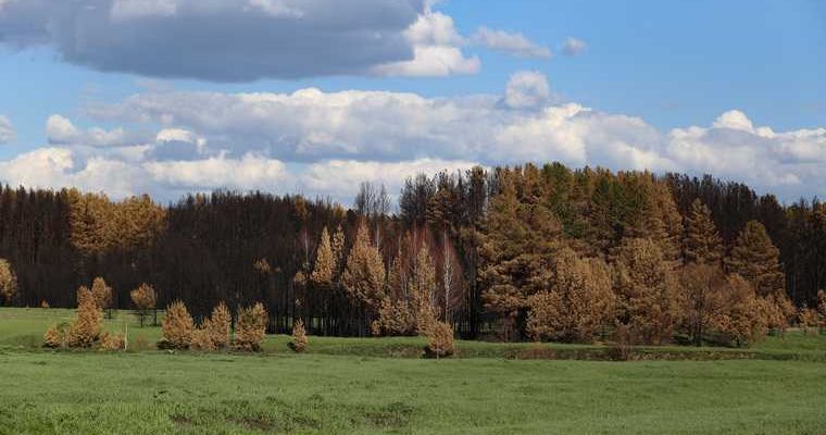 Курганские школьники ходят на учебу через лес