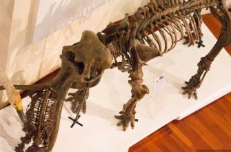 останки доисторической фауны ЯНАО нахождение