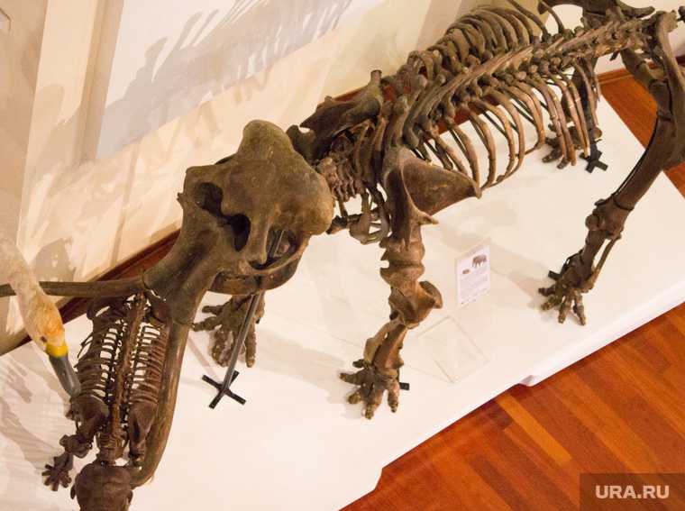 останки доисторической фауны ЯНАО нахождение