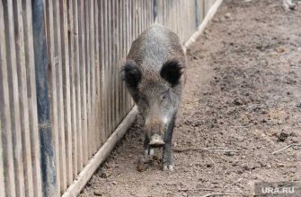 Лабытнанги