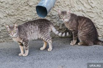 Москва кошки суицид