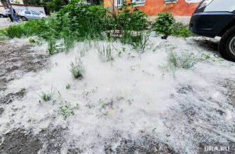 челябинск пожар тополиный пух аквапарк