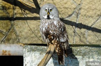курганские совы