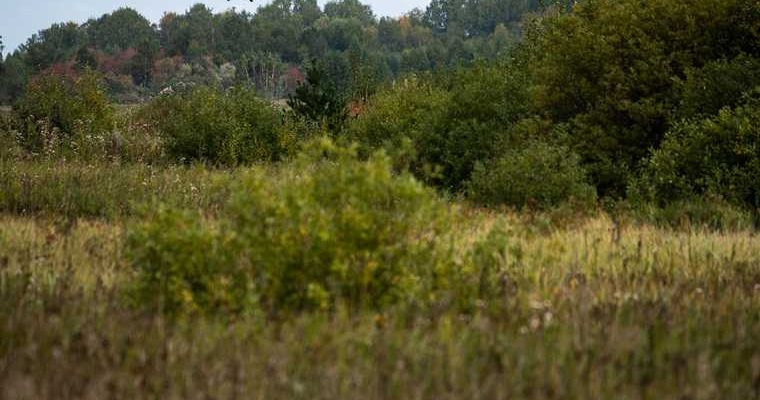 Александр Моор